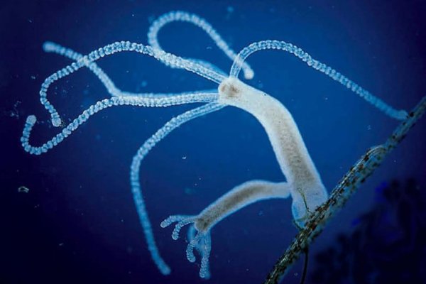 Kraken сайт магазин