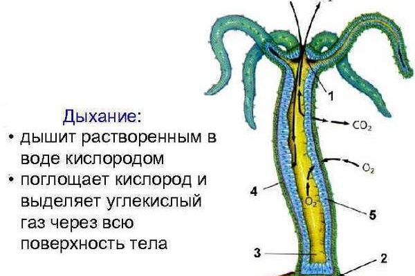 Кракен порошок