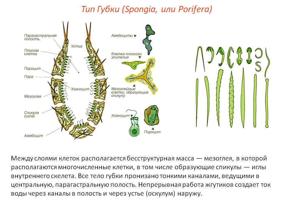 Кракен сайт даркнет ссылка